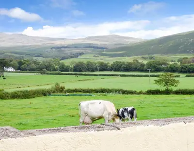 a cow and a calf grazing in a field at Fell View Cottage in Bootle