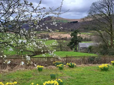 a tree with white flowers in a field at High Kiln Bank Cottage in Ulpha