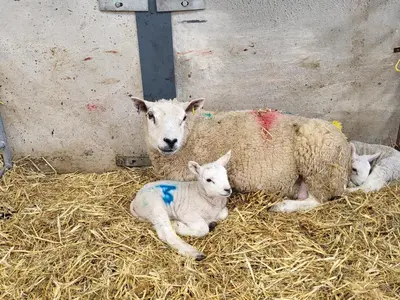 two sheep and two lambs laying on hay at High Kiln Bank Cottage in Ulpha