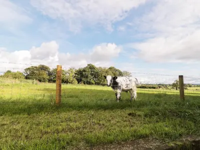a cow standing in a field next to a fence at Faraway Cottage in Kirklinton