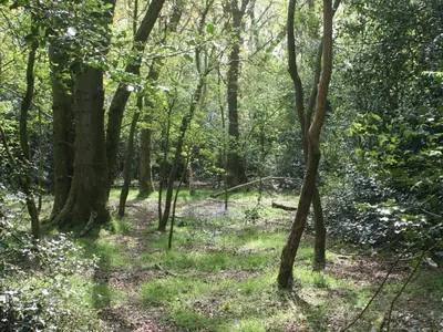 a wooded area with trees and grass and flowers at Faraway Cottage in Kirklinton