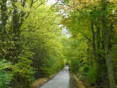 a long road with trees on both sides at Whitbarrow Holiday Village Troutbeck 5 in Penruddock