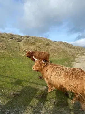 three cows are standing on a grassy hill at The Craighlaw Hideaway A Peaceful Village Escape 2 Bedroom Apartment with Garden in Kirkcowan