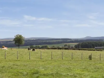 a group of cows laying in a field behind a fence at The Loft in Annan