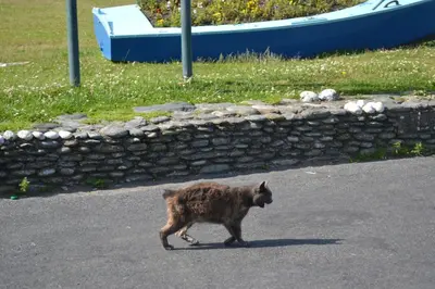 a cat walking down the street in the road at Adelphi Guest House in Douglas