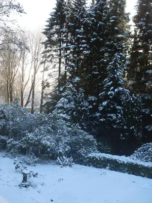 a group of trees with snow on them at lyne view, log cabin in Carlisle