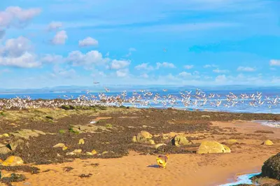 a flock of birds standing on a beach at Lapwing, Skylark & Curlew Seaside Chalets in Kirkbean