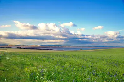 a field of grass with purple flowers in front of the water at Shore Cottage in Dumfries
