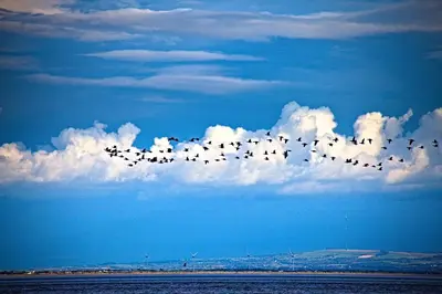 a flock of birds flying over the ocean at Shore Cottage in Dumfries