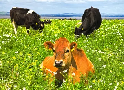 a brown cow laying in a field of flowers at Powillimount Cottage in Kirkbean