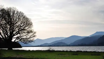 a tree in a field next to a body of water at Ravenstone Lodge Country House Hotel in Keswick