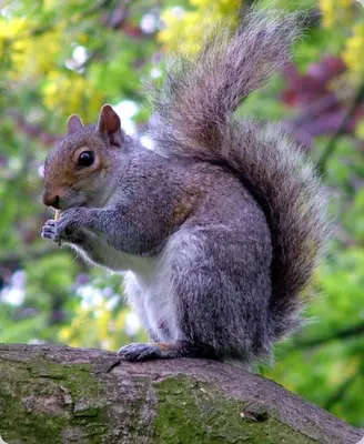 a squirrel sitting on top of a tree branch at Doonbank Cottage Bothy in Ayr