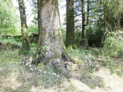 a tree in the middle of a forest at Corrafeckloch Forest Cottages in Bargrennan