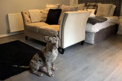 a dog sitting on the floor in a living room at Black Bull Inn, Moffat in Moffat