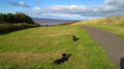 two dogs sitting in the grass next to a road at 4 Laigh Isle in Isle of Whithorn