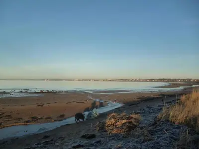 a dog walking on a beach near the water at Abbots Way in Ayr