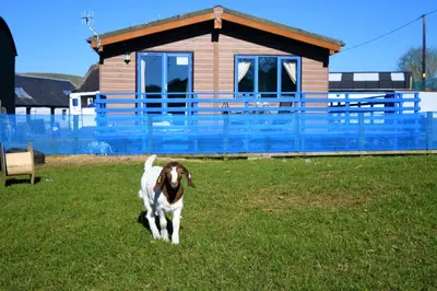 a dog walking in the grass in front of a house at Glen Roe - 3 Bed Lodge on Friendly Farm Stay in New Cumnock