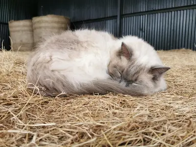 a gray and white cat sleeping on some hay at Glen Roe - 3 Bed Lodge on Friendly Farm Stay in New Cumnock