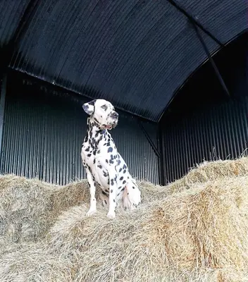 a dalmatian dog sitting on a pile of hay at Glen Roe - 3 Bed Lodge on Friendly Farm Stay in New Cumnock