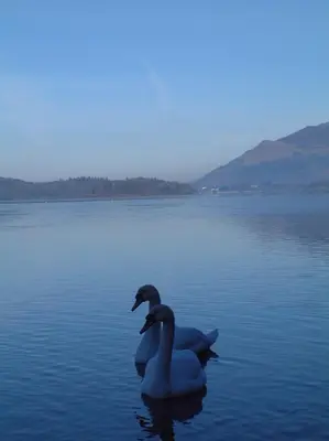 a duck swimming in the water on a lake at Strathmore Guest House in Keswick