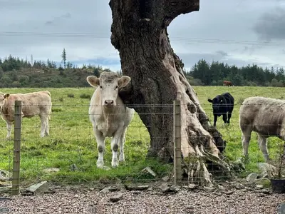 a cow standing behind a fence next to a tree at Woodburn Lodges in Dumfries