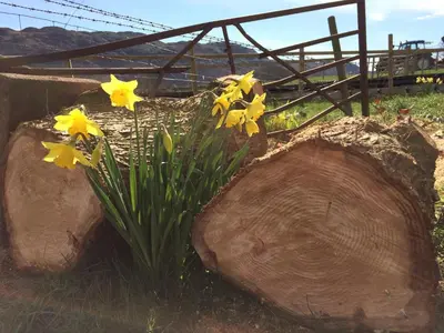 a bunch of yellow daffodils sitting next to a log at Parkgate Farm in Holmrook