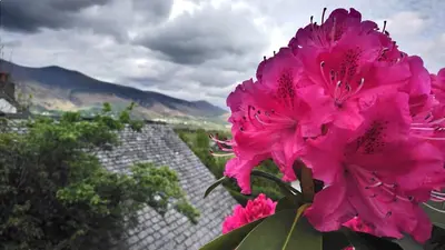 a pink flower sitting in front of a fence at Fern Howe Guest House in Keswick