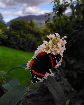 a butterfly is sitting on a flower at Fern Howe Guest House in Keswick