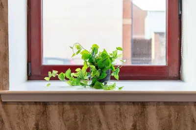 a green plant sitting on a window sill at Granary Suite No3 - Donnini Apartments in Ayr