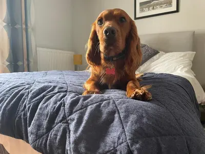 a dog sitting on top of a bed at Winchester House in Keswick