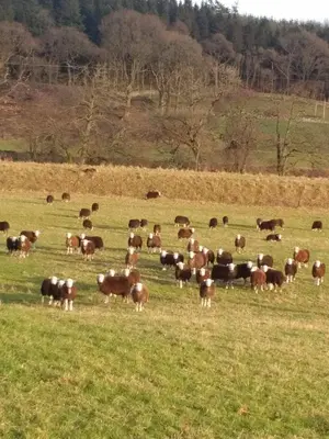 a herd of cattle grazing in a field at Boreland Farm in Dunscore