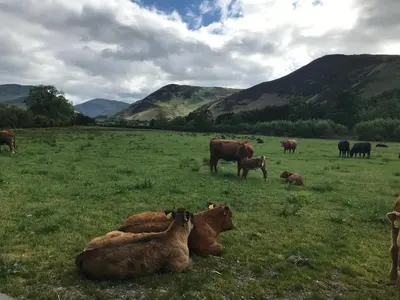 a herd of cattle laying in a field of grass at Claremont House Keswick in Keswick