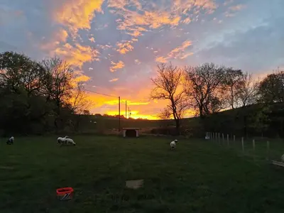 a group of sheep grazing in a field at sunset at Glen Bay - 2 Bed Lodge on Friendly Farm Stay with Private Hot Tub in New Cumnock