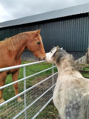 two horses kissing each other over a fence at Glen Bay - 2 Bed Lodge on Friendly Farm Stay with Private Hot Tub in New Cumnock