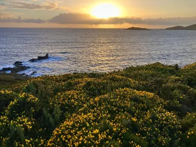 a sunset over the ocean with a field of flowers at Providence Cottage in Kirkcudbright