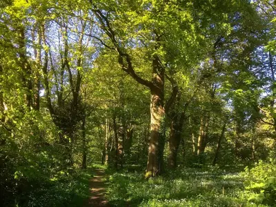 a path through a wooded area with a large tree at Orchard Cottage - Uk12525 in Garlieston