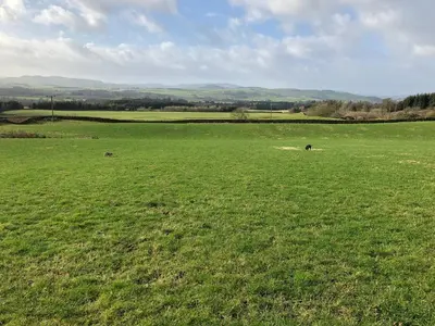 a large green field with two animals in it at Laundry Cottage in Dumfries