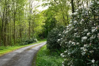 a dirt road with flowers on the side of it at Tower Lodge in Auchencairn
