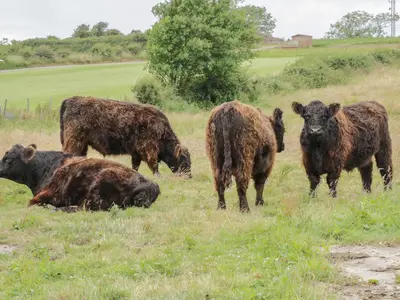 a group of cows grazing in a field at The Barn in Workington