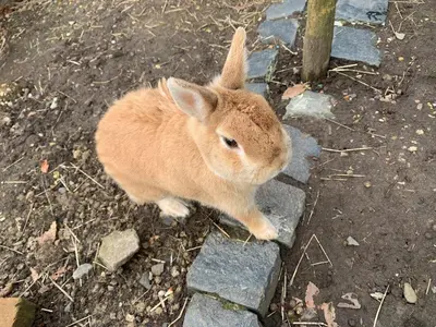a brown rabbit is standing on the ground at Rose Cottage in Wigton