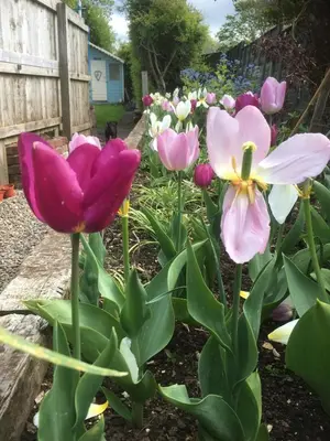 a group of pink and white flowers in a garden at Rose Cottage in Wigton