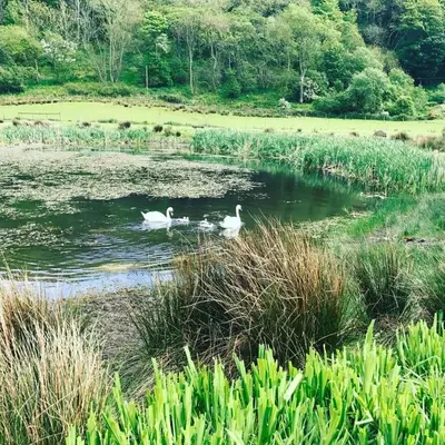 two swans swimming in a pond in a field at Woodland Bay Hotel in Girvan