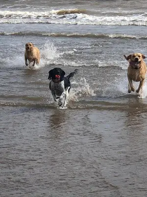 two dogs running in the water on a beach at Woodend Cottage in Dumfries