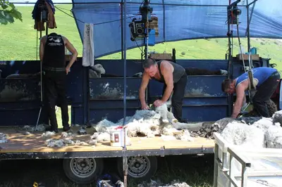 two men sheering sheep on a trailer at DAIRY MAIDS COTTAGE in Seascale