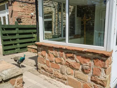 a peacock walking outside of a brick house at Mousehole Cottage in Carlisle