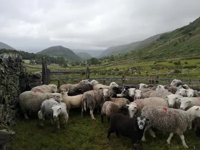 a herd of sheep standing next to a fence at Stybeck Farm in Thirlmere