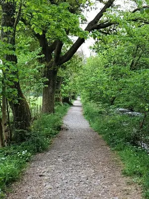 a dirt road with trees on either side at Fox Cottage in Moffat