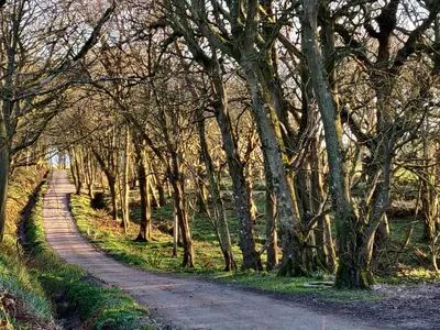 a dirt road through a forest of trees at The Royal Apartment - Uk31086 in Portpatrick