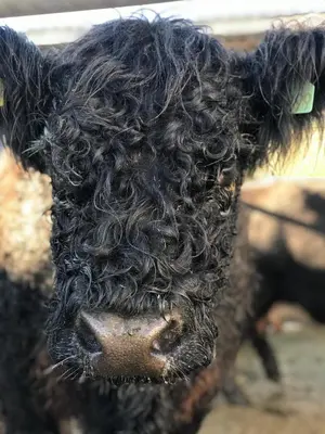 a close up of a black cow with curly hair at Bunnahabhain 5 - Farm Stay - Stunning sea and rural views in Stranraer