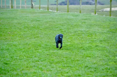 a black cat walking in a field of grass at Ardbeg 4 - Farm Stay with Sea Views across to Northern Ireland in Stranraer